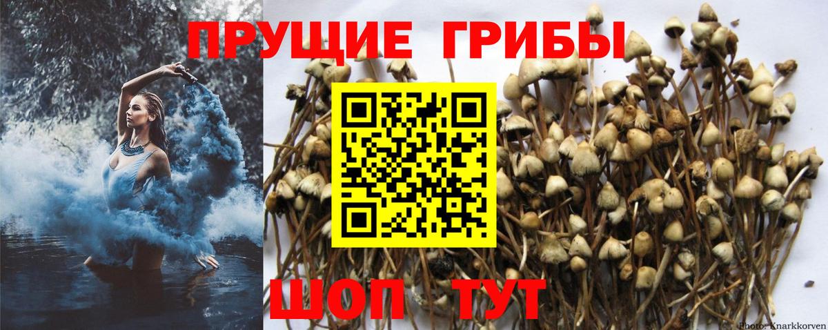 Галлюциногенные грибы мицелий  Псилоцибиновые грибы Psilocybe  Вход с VPN  Северск 
