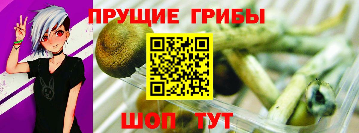 Галлюциногенные грибы Psilocybe Северск